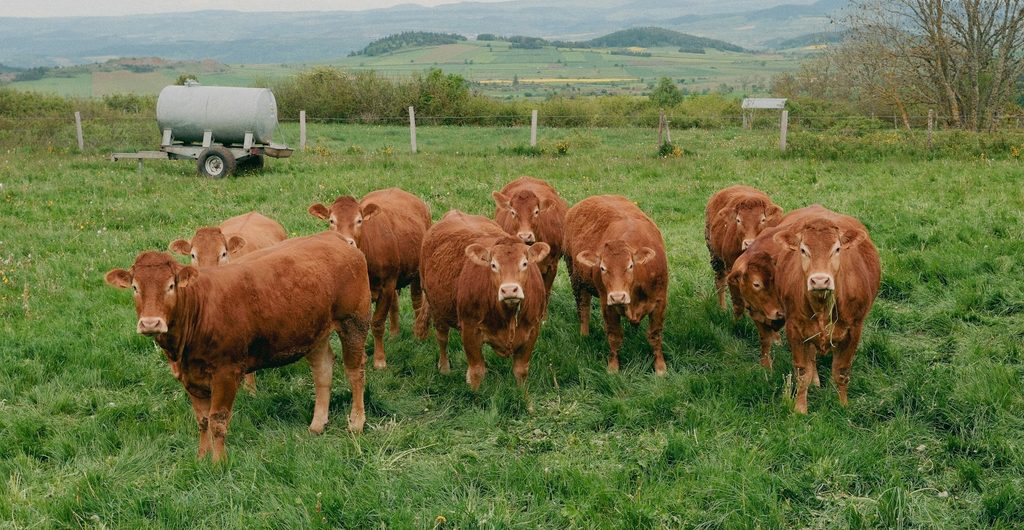 Bruine koeien in een wei met glooiende heuvels bij Le Puy-en-Velay